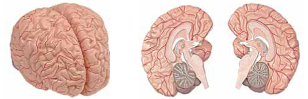 Brain with Arteries 2 Parts